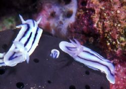 Nudi Party, with ghost guest in b/g (no digital trickery,... by Andrew Dawson 